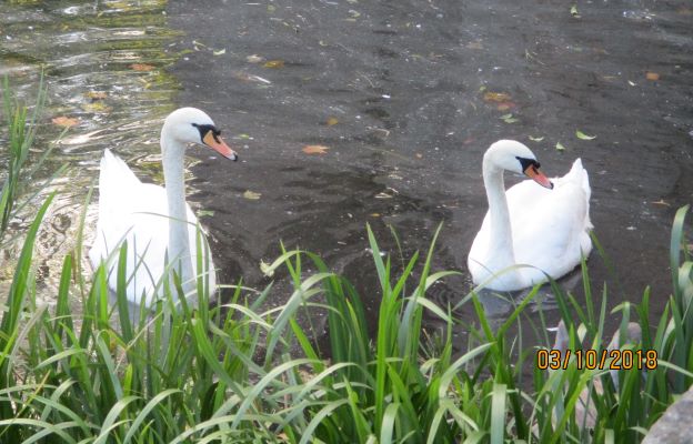 swans
