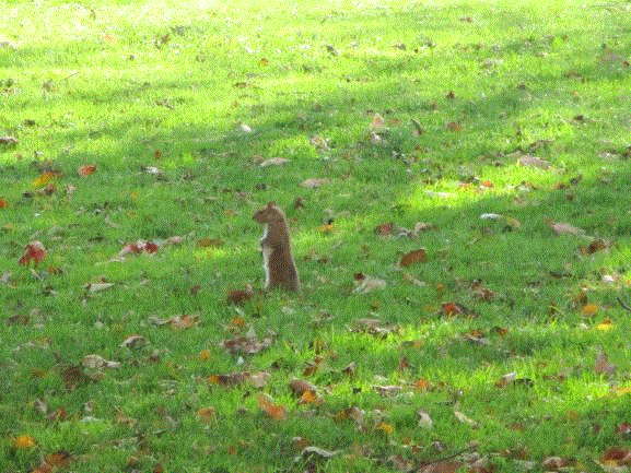squirrel on the common